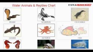 Water Animals & Reptiles Chart