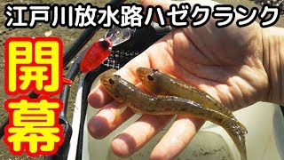 ハゼ釣り　江戸川放水路でハゼクラ開幕！　東京湾最奥のライトソルトゲーム