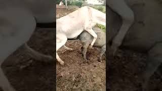 Will u believe how this female pig is so strong against donkey mating