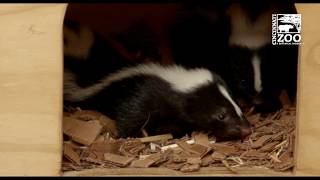 Skunk Kits are So Stinkin Cute! - Cincinnati Zoo