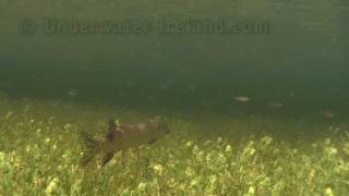 Underwater predators: watch pike hunting (щука на охоте под водой) Fishcam.