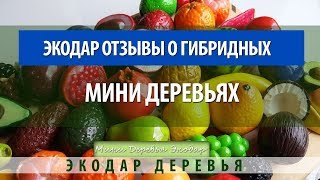 Экодар Гибридные Деревья Отзывы Клиентов