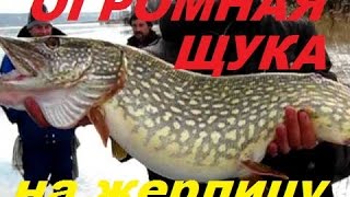 Огромная щука на жерлицу