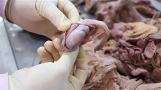 Anatomy Dissection of Testis