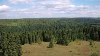Футаж всадник ,лес