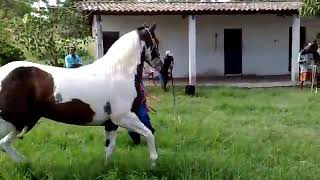 Horses forcefully mating video || breeding and mating horse || beautiful horse mating