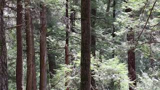 Hemlock Forest