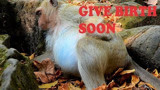 OMG -  PREGNANCY OF BRIDGET BIG BELLY MUCH MOVIE &BIG BELLY WILL BE GIVE BIRTH SOON |