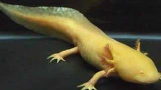 The Axolotl Song