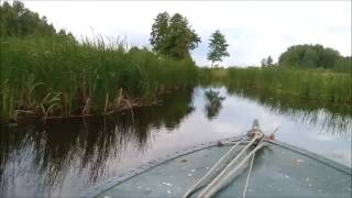 Плавни Сорокоши