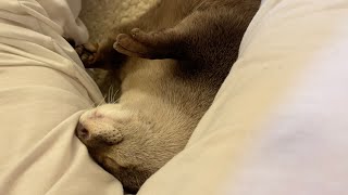 カワウソの寝息を捉えることに成功した I succeeded in capturing the sleeping breath of an otter