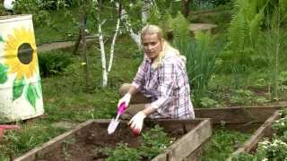 4_Уход за посаженной клубникой. ВСЕ О ВЫРАЩИВАНИИ КЛУБНИКИ. Часть 4