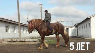 Лошади тяжеловозы Малютка и Орланд. ПРОДАЖА (УКРАИНА).