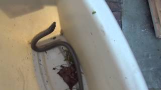 Мы поймали Змею - Florida snake 06.02.2014
