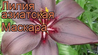 Лилия азиатская Маскара (lilium asiatic mascara) ? обзор: как сажать, луковицы лилии Маскара