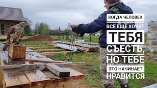 Обучение ястреба-тетеревятника. Этап 8 (день 9). Увеличиваем расстояние прыжков ястреба на перчатку