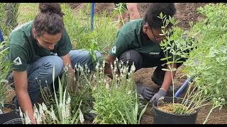 Irving Playground Planting - Cincinnati Zoo