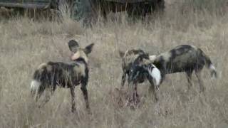 Wild Dog Kill Bush Buck then Tree a Leopard