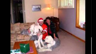 Old English Sheepdog