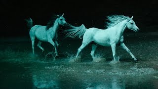 CAVALIA!!