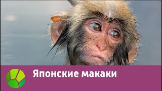 Японские макаки | Живая Планета