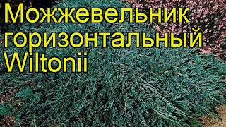 Можжевельник горизонтальный Уилтони. Краткий обзор, описание juniperus horizontalis Wiltonii