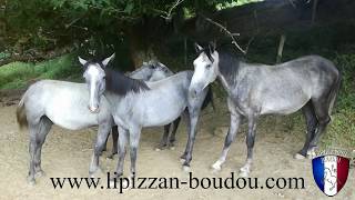 LIPIZZANERS YOUNG STALLIONS 2017 LIPIZZANS BOUDOU FAVORY MAESTOSO SIGLAVY NEAPOLITANO