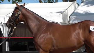 Karaka Iffraaj x Starwish Filly