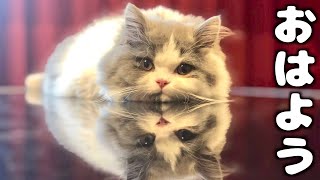 子猫の朝に密着！モーニングルーティンあずきちゃん