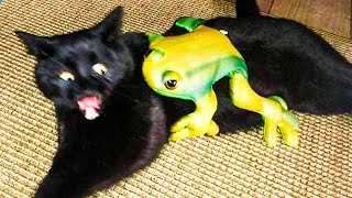 Funny Cats and Dogs Videos - Hilarious Animal Moments
