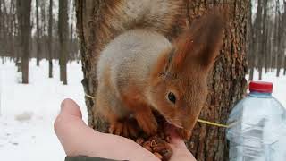 Покормил Ушастика и других белок / Fed Ushastik and other squirrels