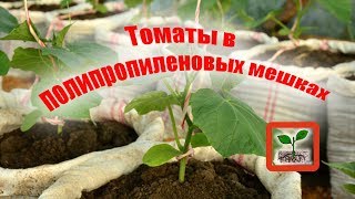 Посадка помидор в мешки.Полипропиленовые мешки.Эксперимент,экономим место на огороде