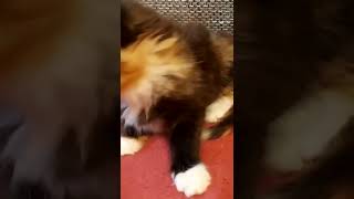 киска малышка.редкий зверек. трехцветная. мурка