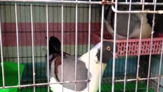 Bán chim bồ câu xòe nhật, mỹ, sư tử, bông cúc , thổi kèn. 0932108968