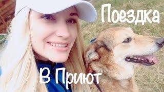 Поездка в Приют Сириус / ЖИВОТНЫЕ