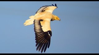 Egyptian Vulture. Стервятник. Neophron percnopterus.