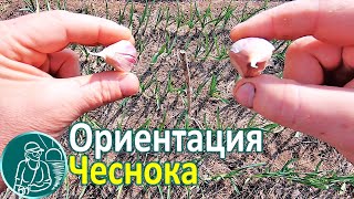 ???? Правда ли у чеснока ориентация зубчиков при посадке влияет на всходы Посадка чеснока