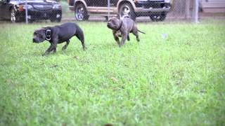 Pocket Bully Pitbulls - Mikeland Meets Edge