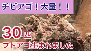 【フトアゴヒゲトカゲ 】30匹！！繁殖は計画的に！！  A lot of  beardeddragon babies were born.
