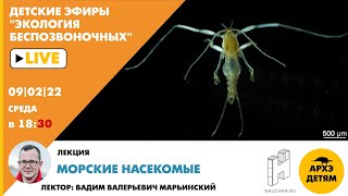 Детский эфир с лекцией Вадима Марьинского "Морские насекомые" курса "Экология беспозвоночных"