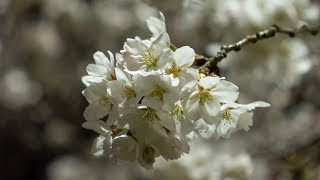Hanami 2019 - New beginnings.