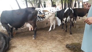 12 آسٹریلین فریزن چولیستانی سجری سوئی گائیں براے فروخت۔ Australian Freezon Cholistani Cows for Sale.