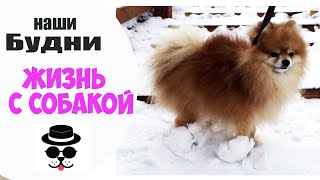 VLOG\ГЕТСБИ СНЕГОВИК