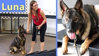 German Shepherd Lifetime Training - Day 2 with Chicago's Smart K9
