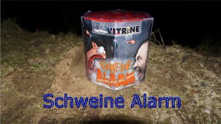 Schweine Alarm Feuerwerksvitrine/ Lesli Böse Sekretärin