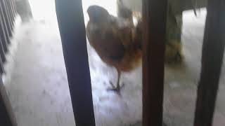 la gallina de una sola pata