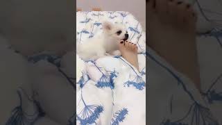 A dog licking girl's feet.