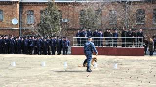 Служебная собака ищет взрывчатку