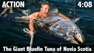 THE GIANT BLUEFIN TUNA OF NOVA SCOTIA