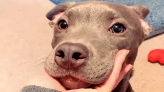 Unwanted dog gets the best mom. And a sister from another mother.